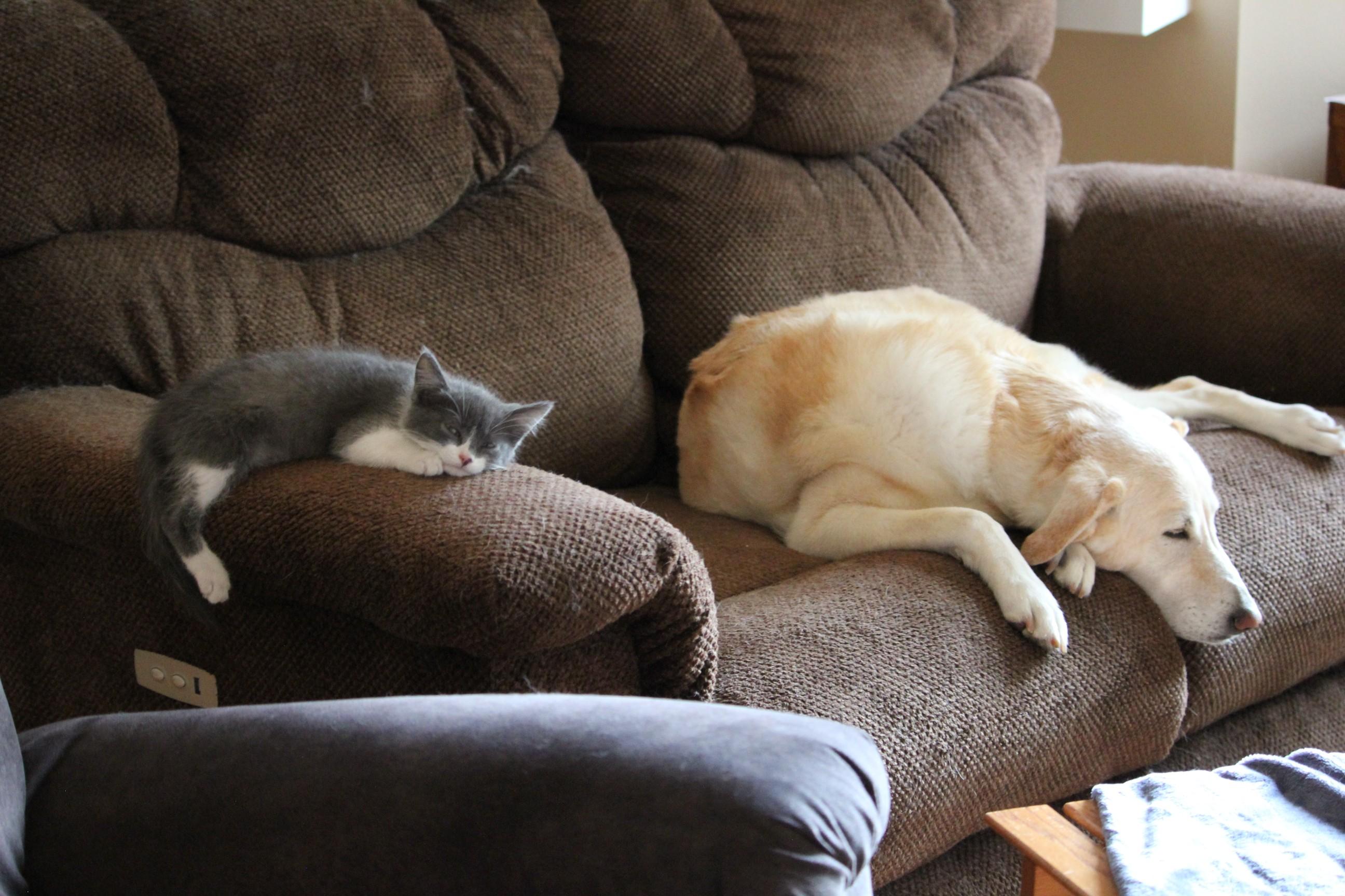 Ramy, a Adoptable mixed breed in Wadsworth, IL image 5/6