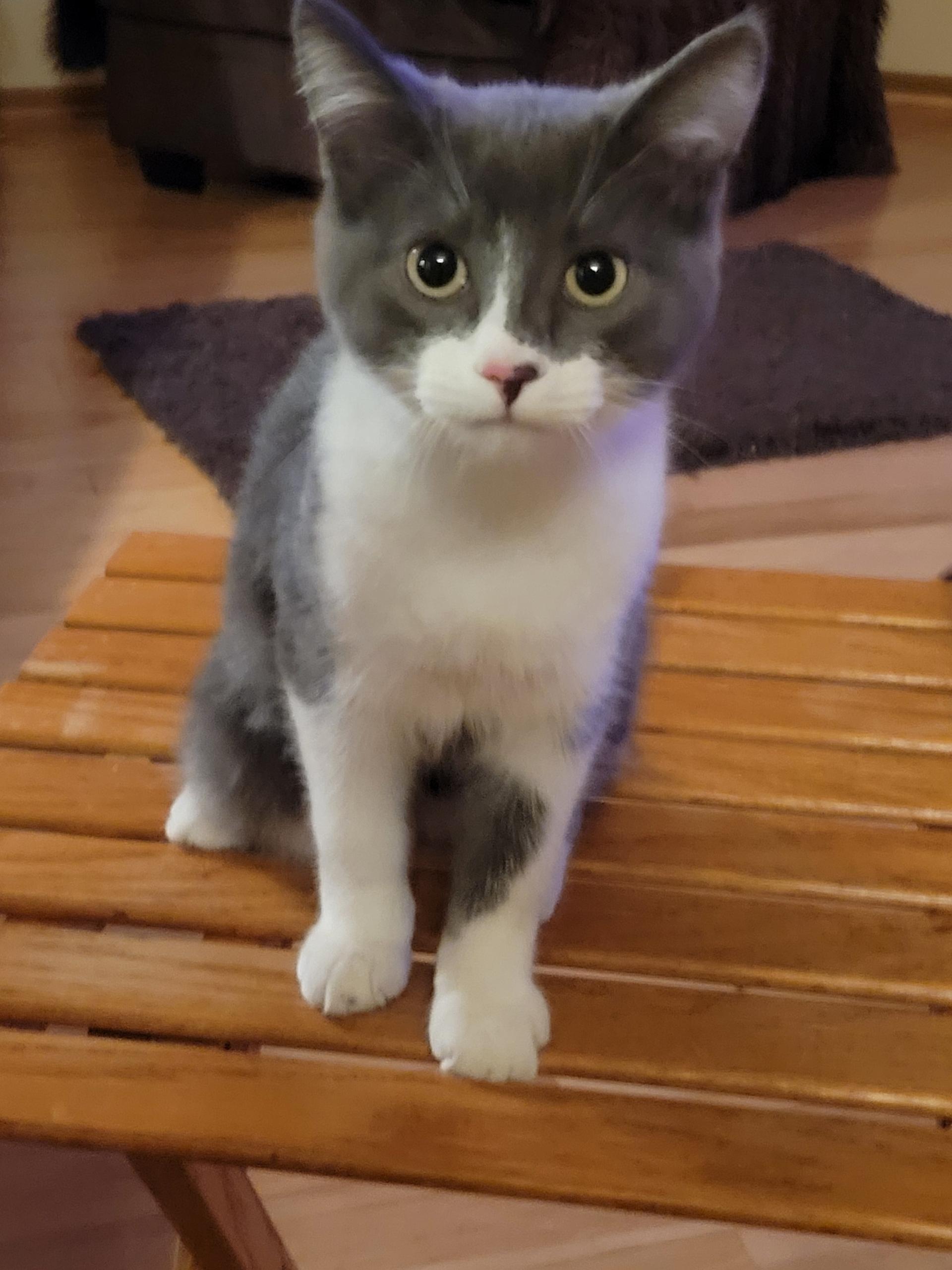 Ramy, a Adoptable mixed breed in Wadsworth, IL image 1/6