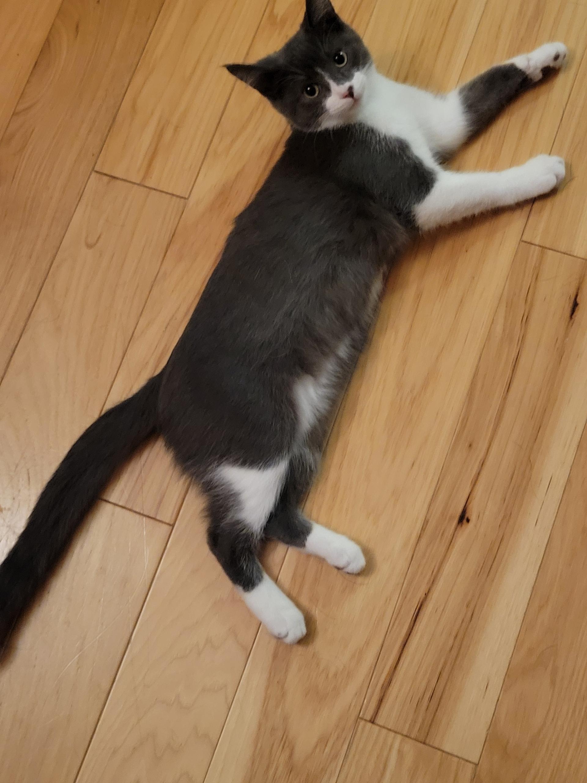 Ramy, a Adoptable mixed breed in Wadsworth, IL image 2/6