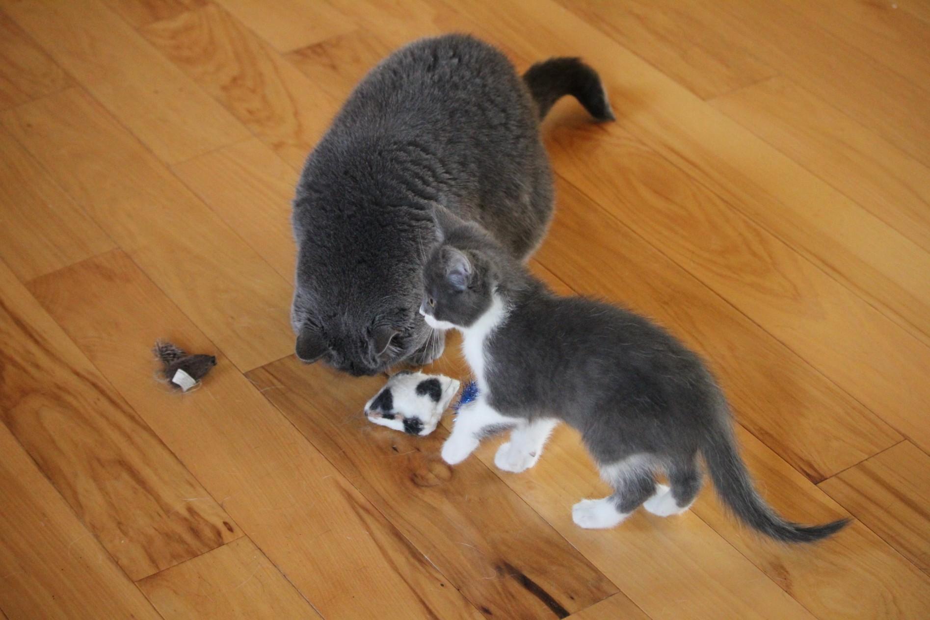 Ramy, a Adoptable mixed breed in Wadsworth, IL image 6/6