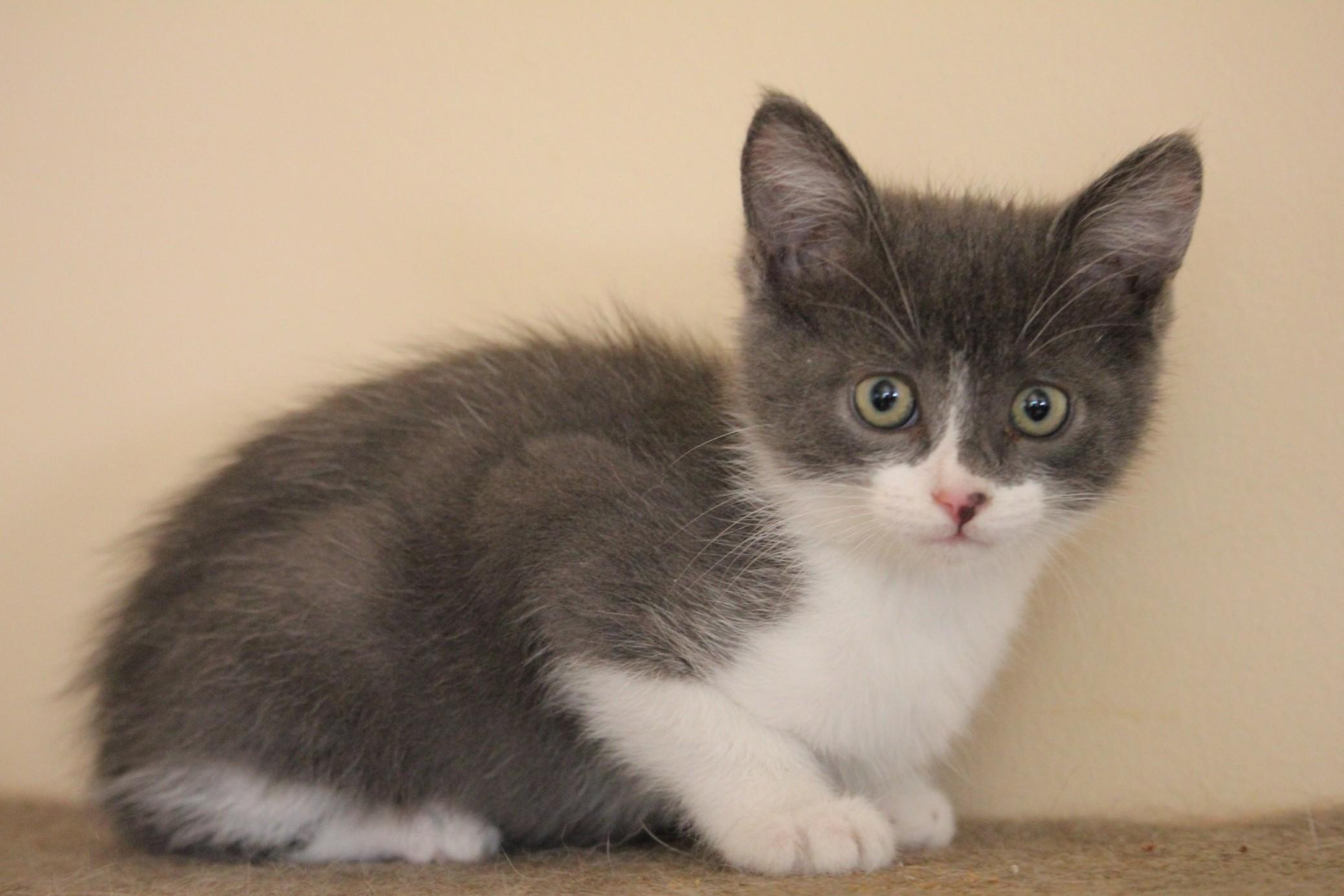 Ramy, Adoptable, Kitten Male American Shorthair.