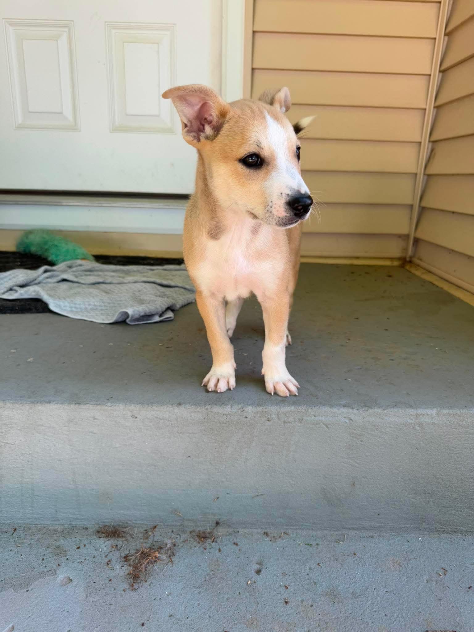 Tybee, a Adoptable mixed breed in Cedarburg, WI image 2/5