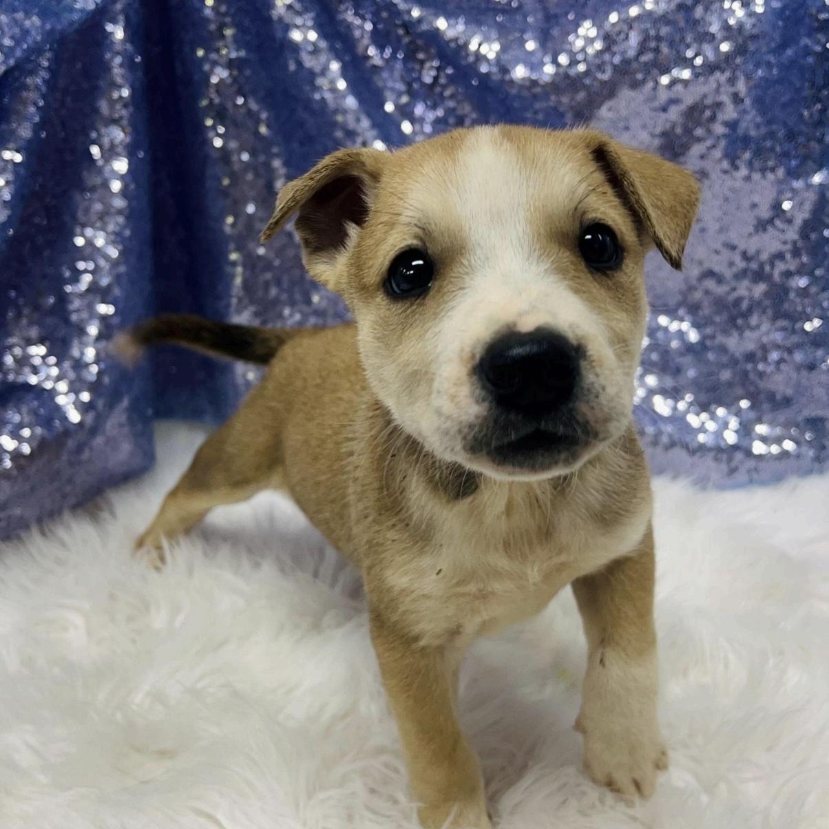 Tybee, a Adoptable mixed breed in Cedarburg, WI image 5/5