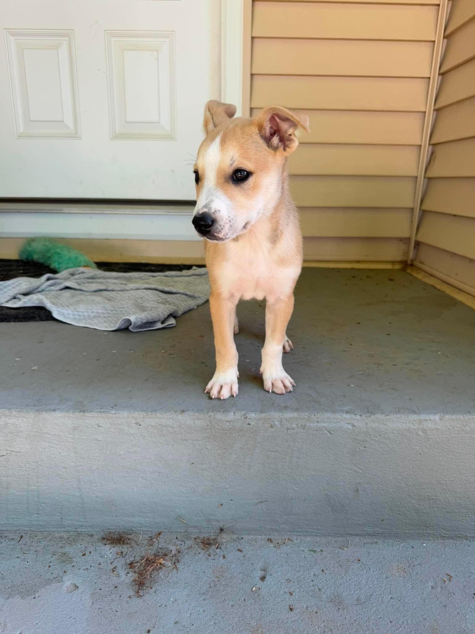 Tybee, a Adoptable mixed breed in Cedarburg, WI image 3/5
