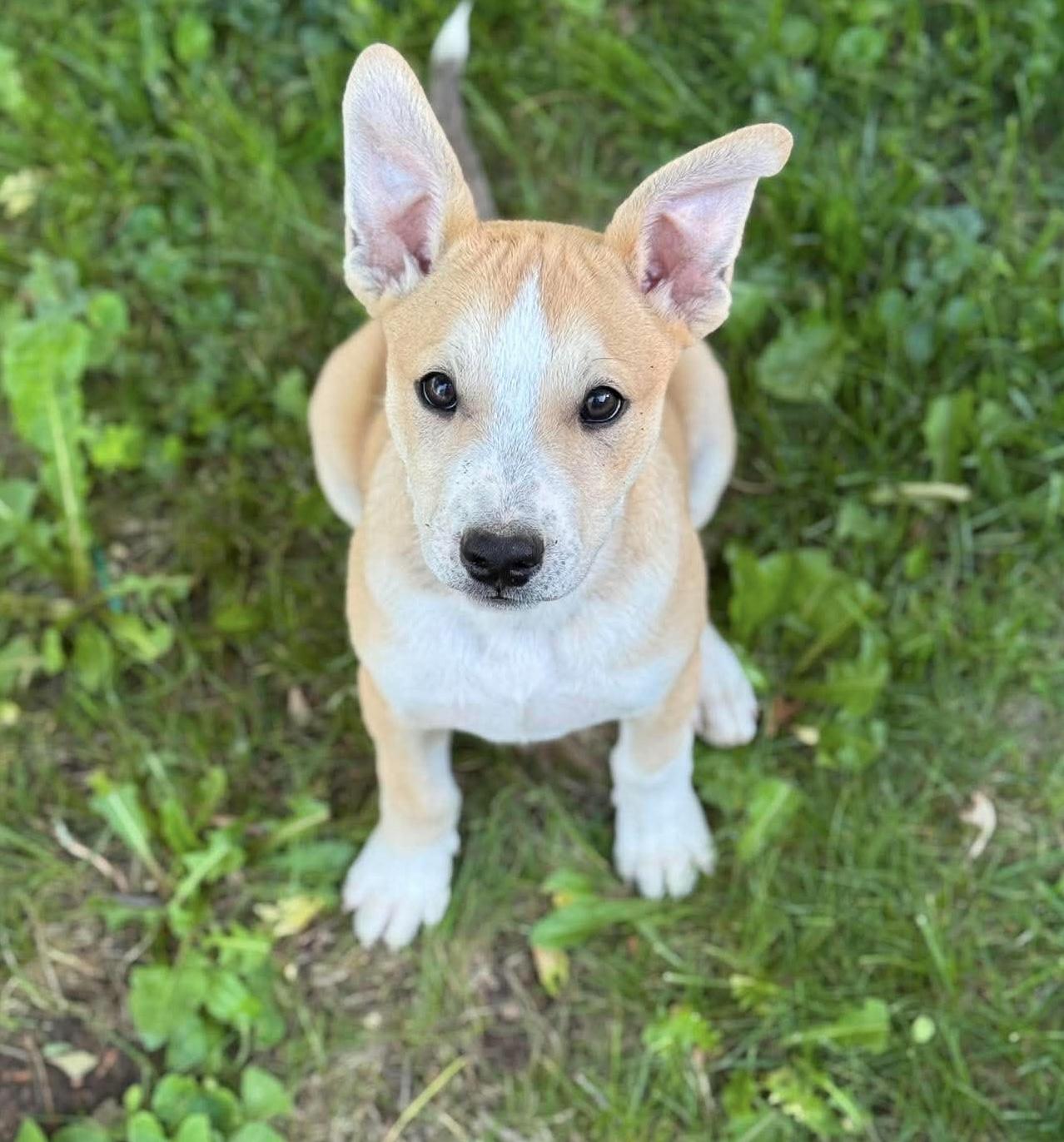 Tybee, Adoptable, Puppy Male Boxer & German Shepherd Dog.