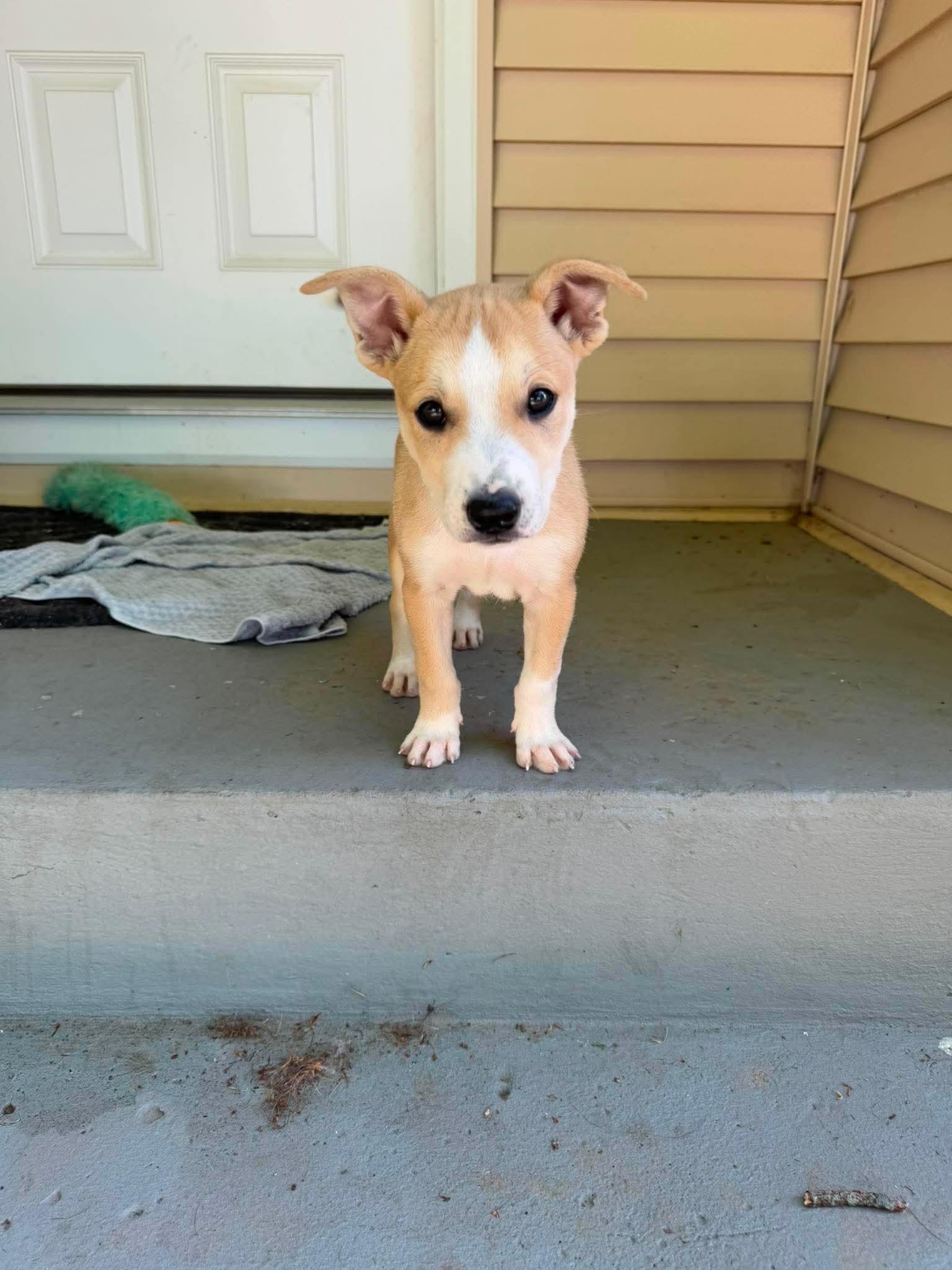 Tybee, a Adoptable mixed breed in Cedarburg, WI image 1/5