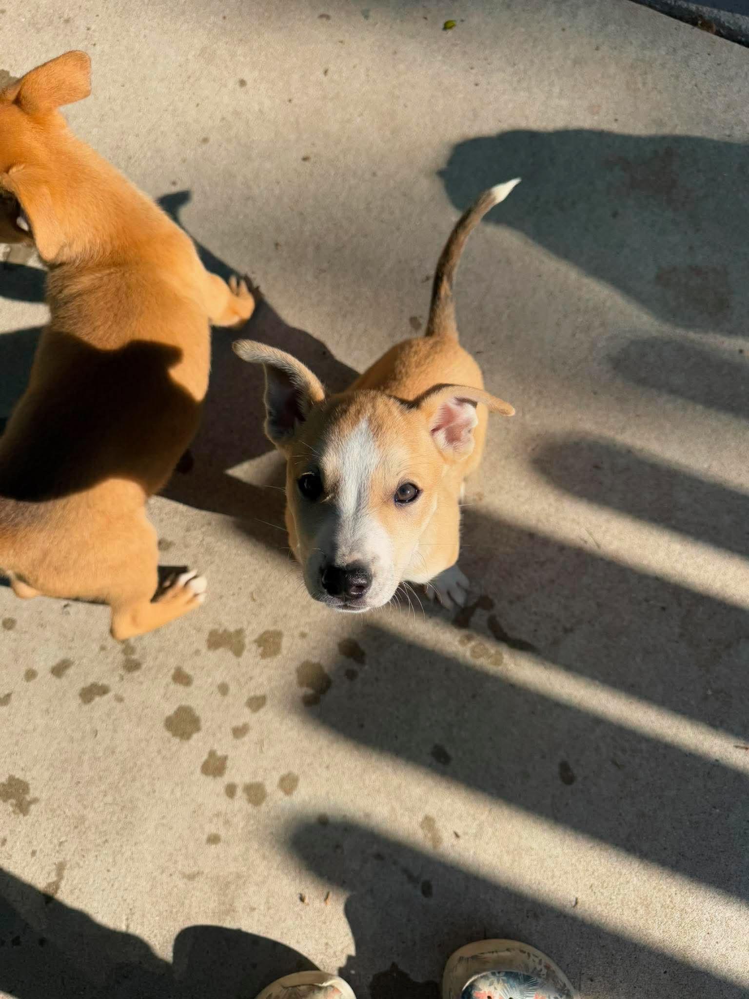 Tybee, a Adoptable mixed breed in Cedarburg, WI image 4/5