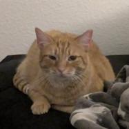 Hot Honey, Adoptable, Adult Female Domestic Short Hair.