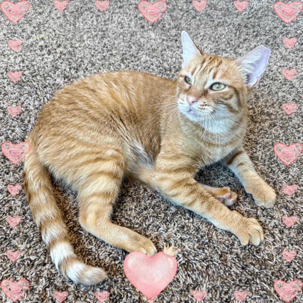 Hot Honey, a Adoptable Domestic Short Hair in Tempe, AZ image 2/6