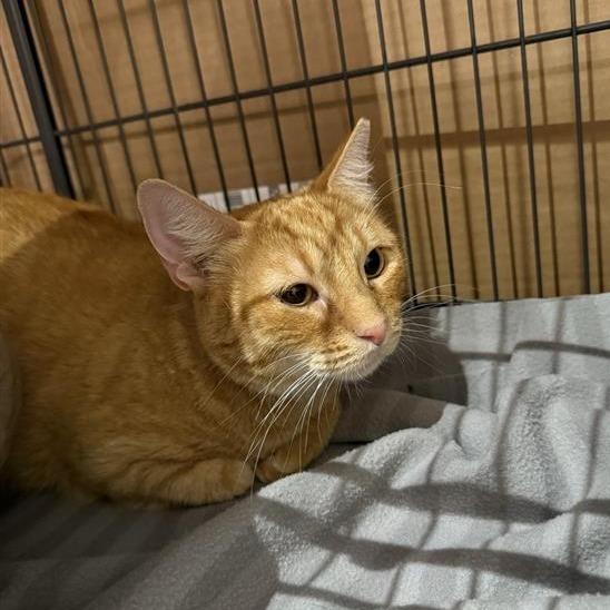 Enlarge Hot Honey, a Adoptable Domestic Short Hair in Tempe, AZ image 1/3