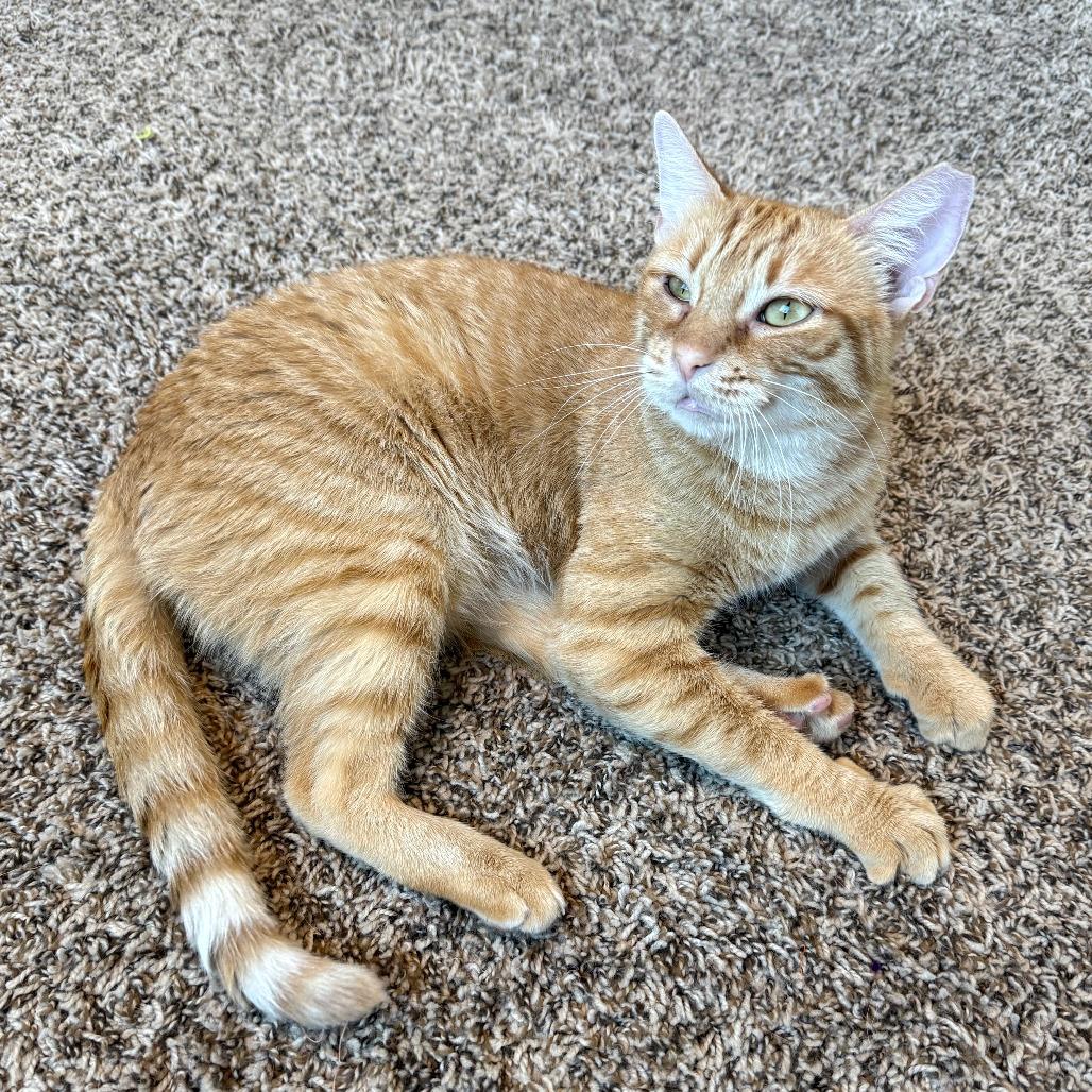 Enlarge Hot Honey, a Adoptable Domestic Short Hair in Tempe, AZ image 2/3