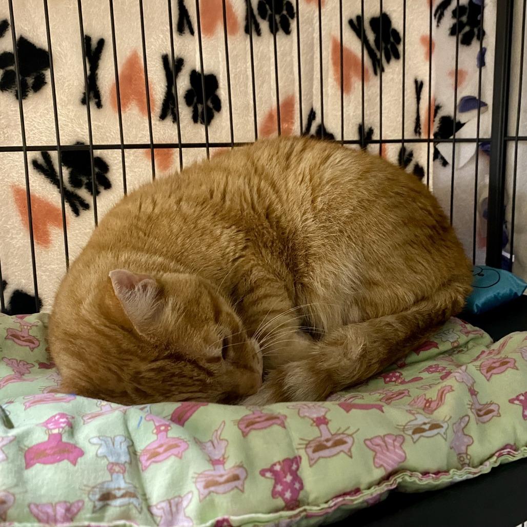 Enlarge Hot Honey, a Adoptable Domestic Short Hair in Tempe, AZ image 3/3