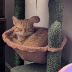 Hot Honey, a Adoptable Domestic Short Hair in Tempe, AZ image 5/6