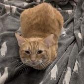 Hot Honey, a Adoptable Domestic Short Hair in Tempe, AZ image 6/6