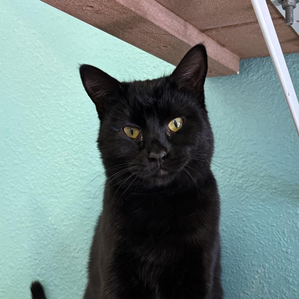 Myly, a Adoptable Domestic Short Hair in Fresno, CA image 3/3