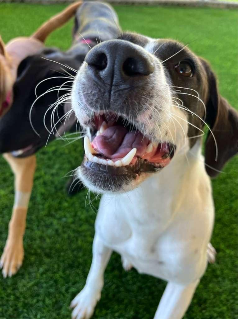 Shenzi, a Adoptable mixed breed in Warwick, RI image 4/5