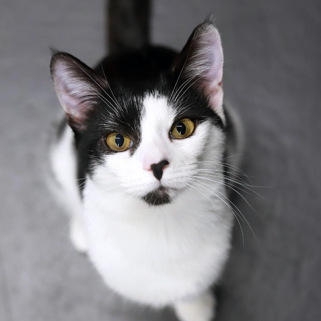 Fiskars — thumbnail 4