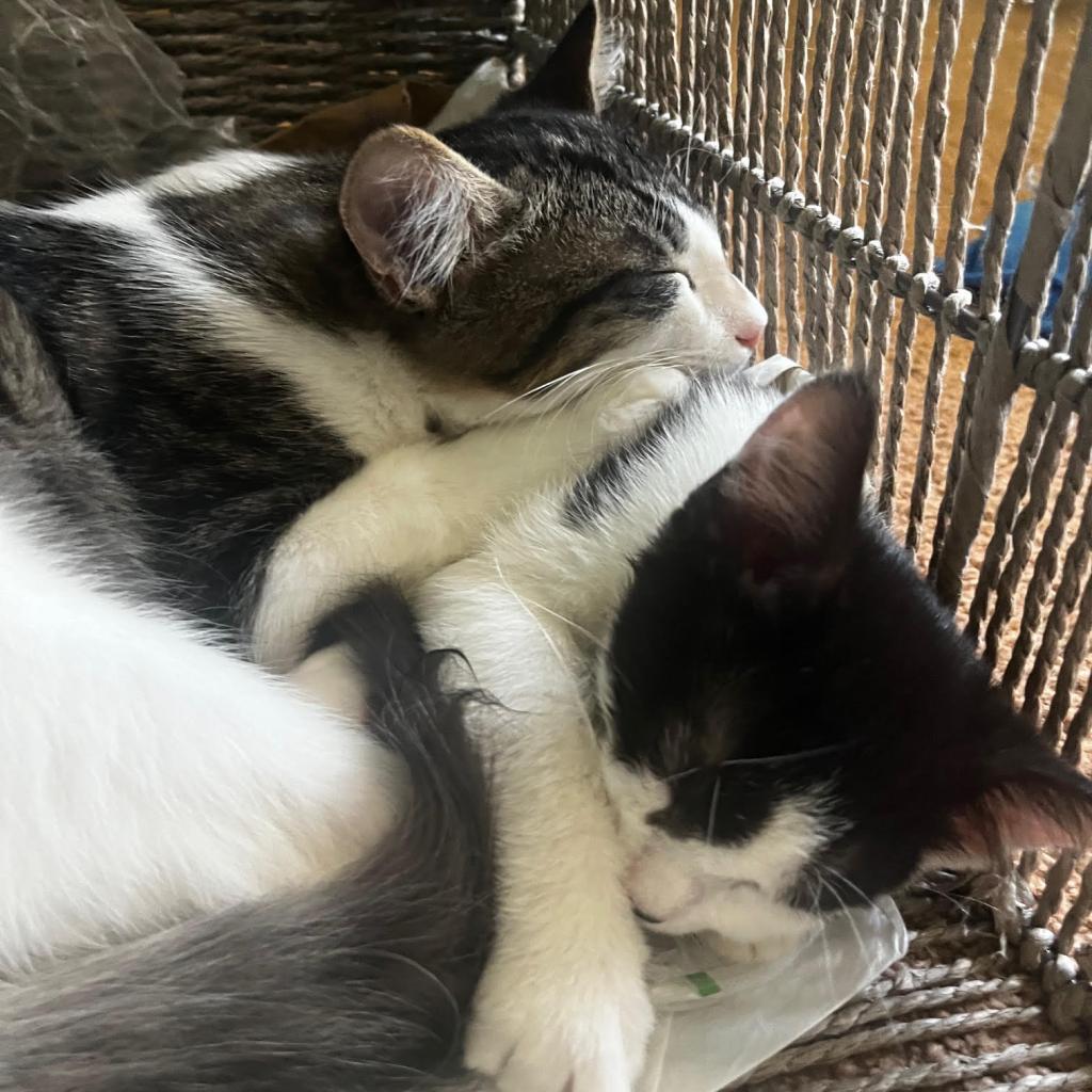 Fiskars — thumbnail 5