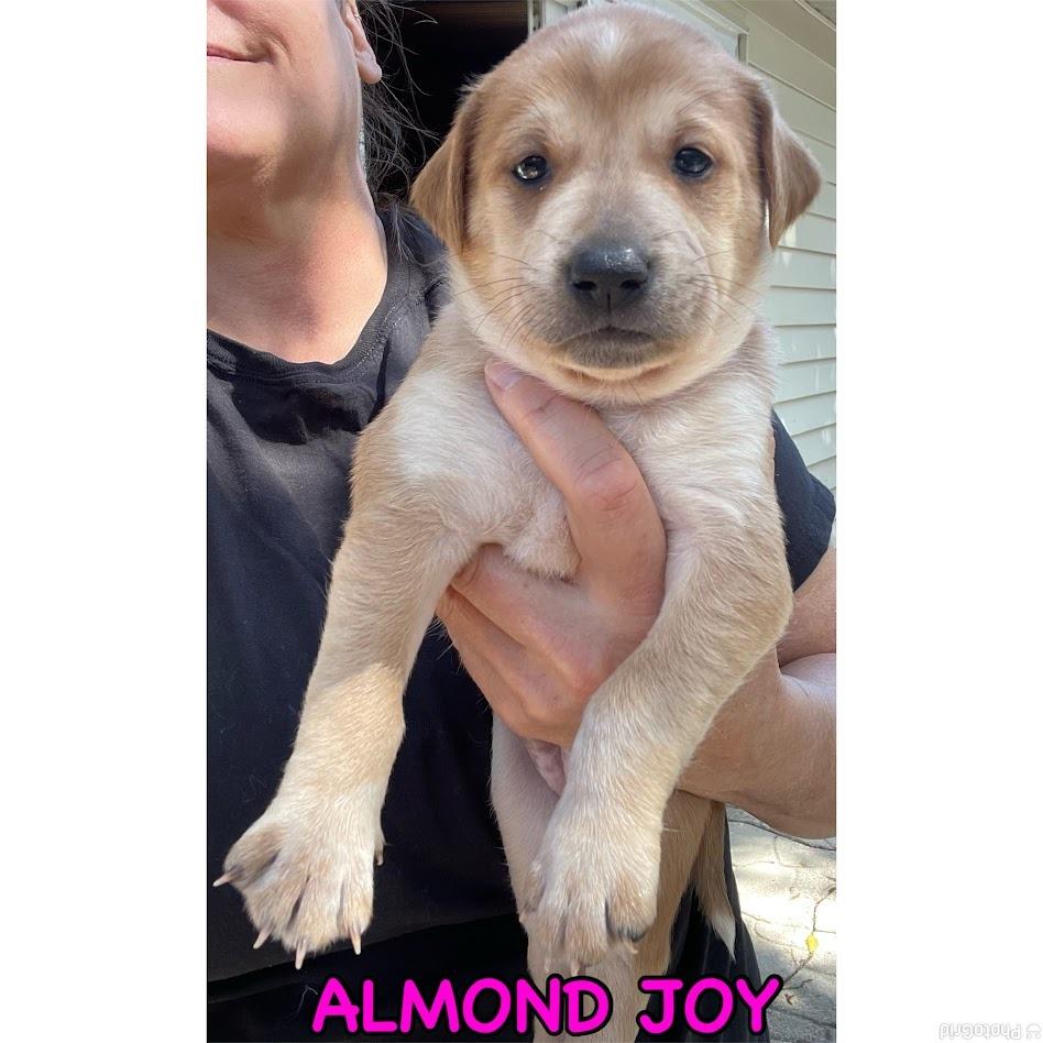 Almond Joy, Adoptable, Puppy Female Boxer.