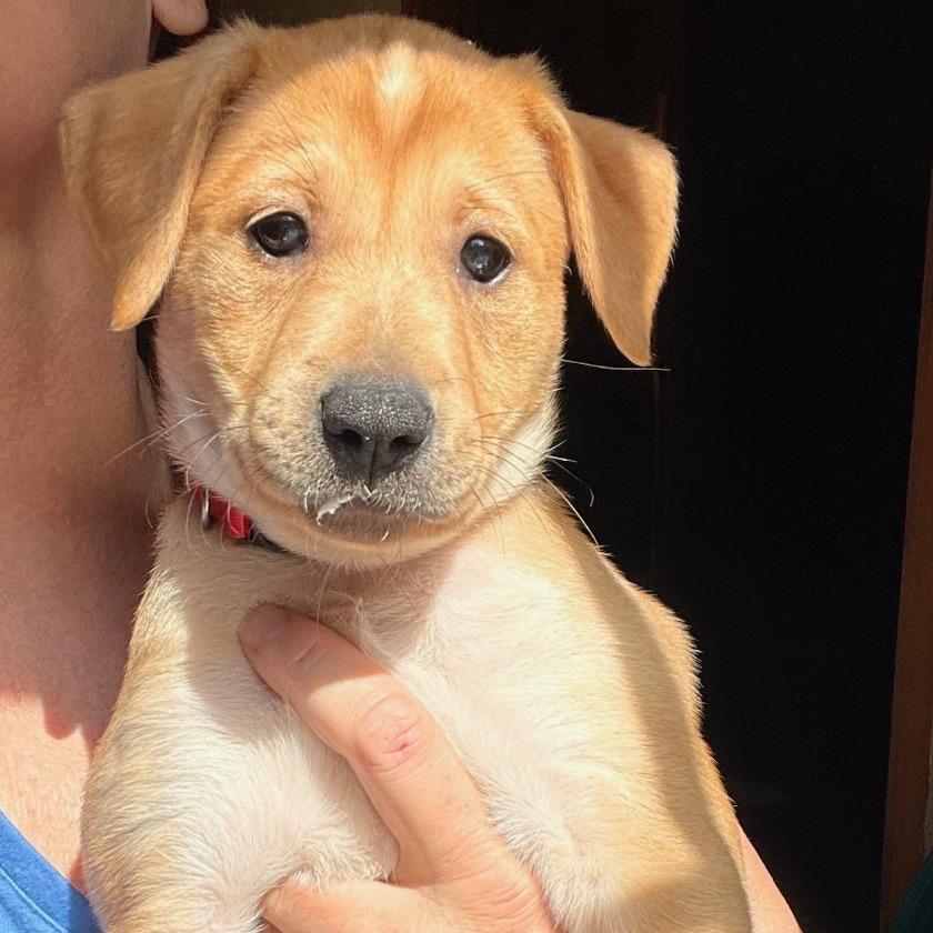 Enlarge Almond Joy, a Adoptable Boxer in North Charleston, SC image 2/5