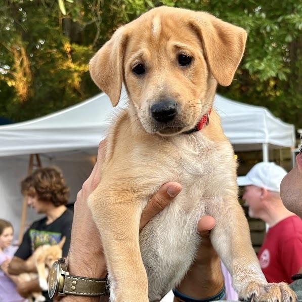 Enlarge Almond Joy, a Adoptable Boxer in North Charleston, SC image 5/5