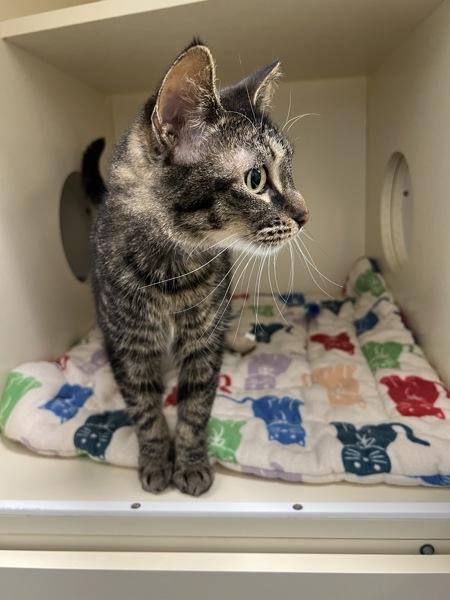 Zula, Adoptable, Adult Female Domestic Short Hair.