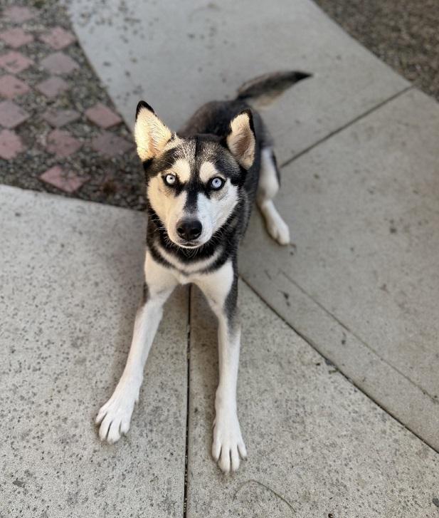 Freya