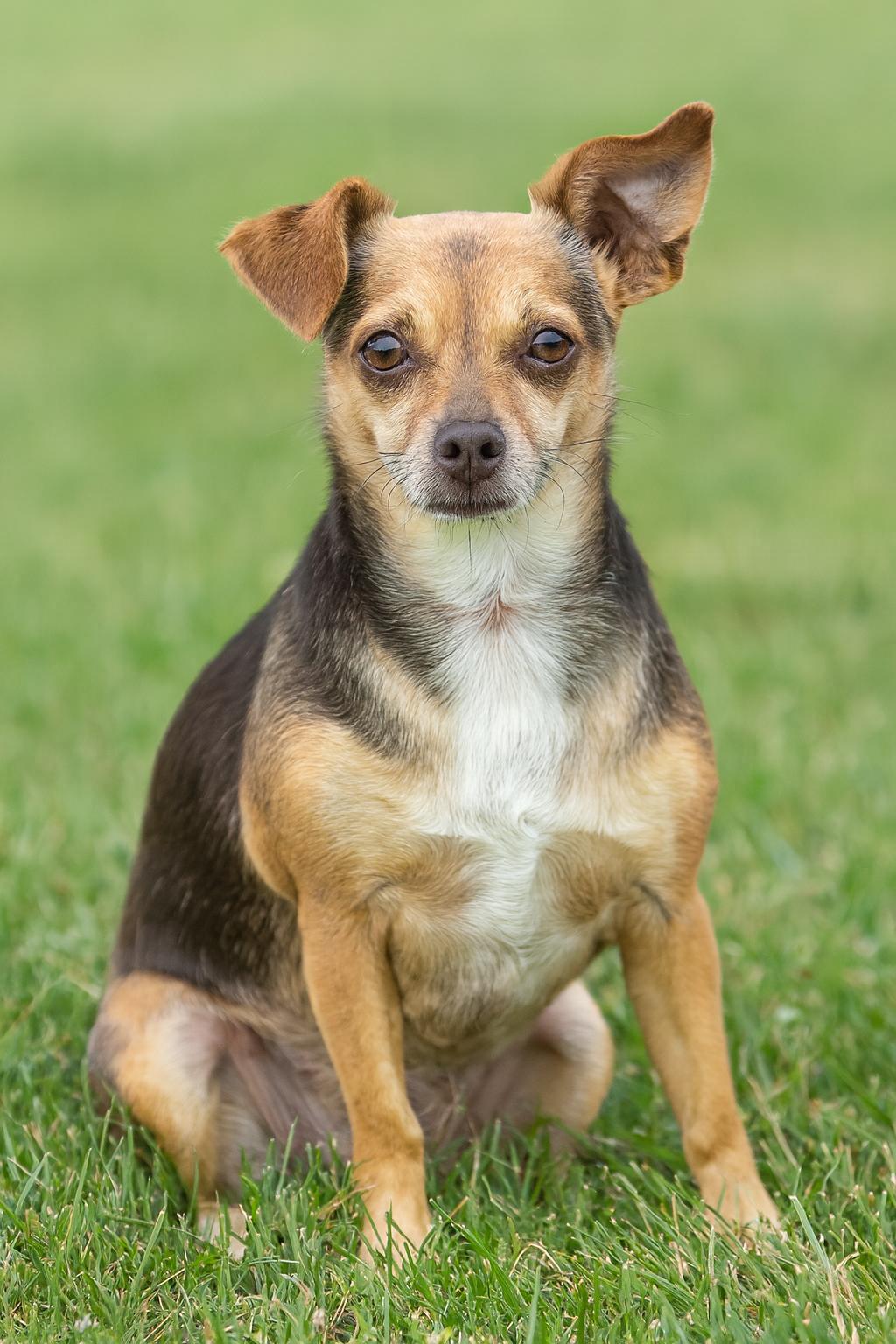 Sandy, Adopted, Adult Female Chihuahua.