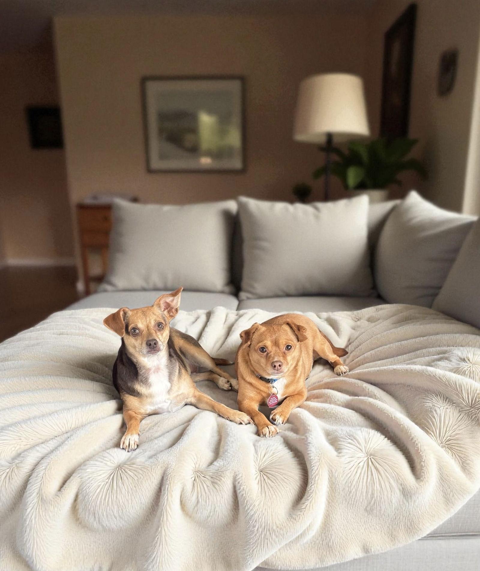 Enlarge Sandy, a Adopted Chihuahua in Nashville, TN image 2/3