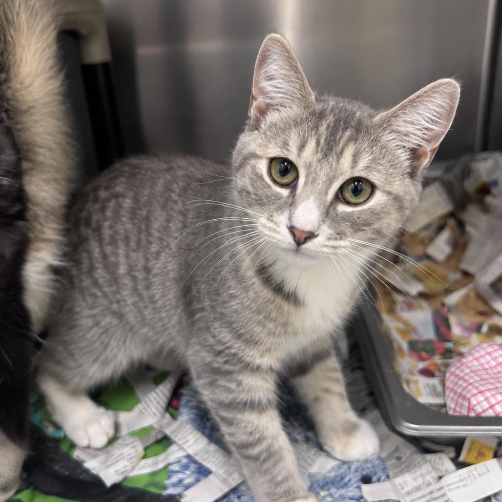 Enlarge Cedar 26-0529, a Adoptable Domestic Medium Hair in Yanceyville, NC image 1/1