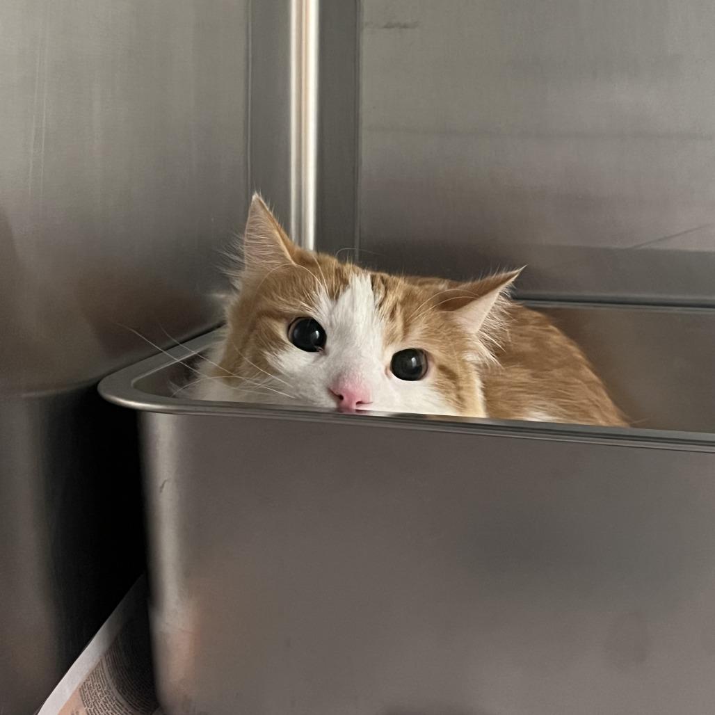 Ken, Adoptable, Adult Male Domestic Long Hair.