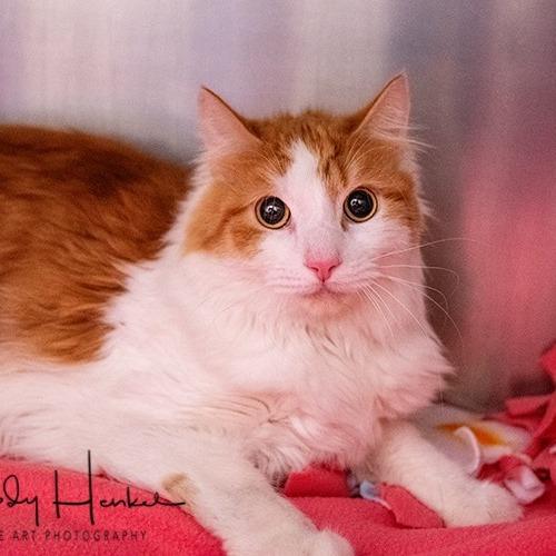 Enlarge Ken, a Adoptable Domestic Long Hair in Brockton, MA image 2/2