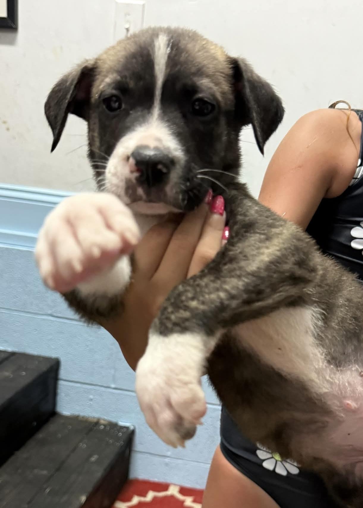 Cherrio, a ADOPTABLE mixed breed in Wando, SC image 2/2