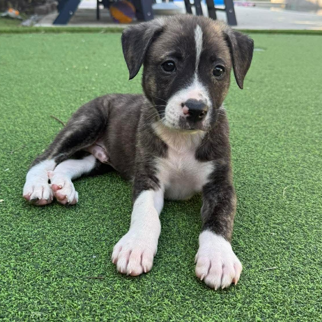 Cherrio, ADOPTABLE, Puppy Male Dachshund.
