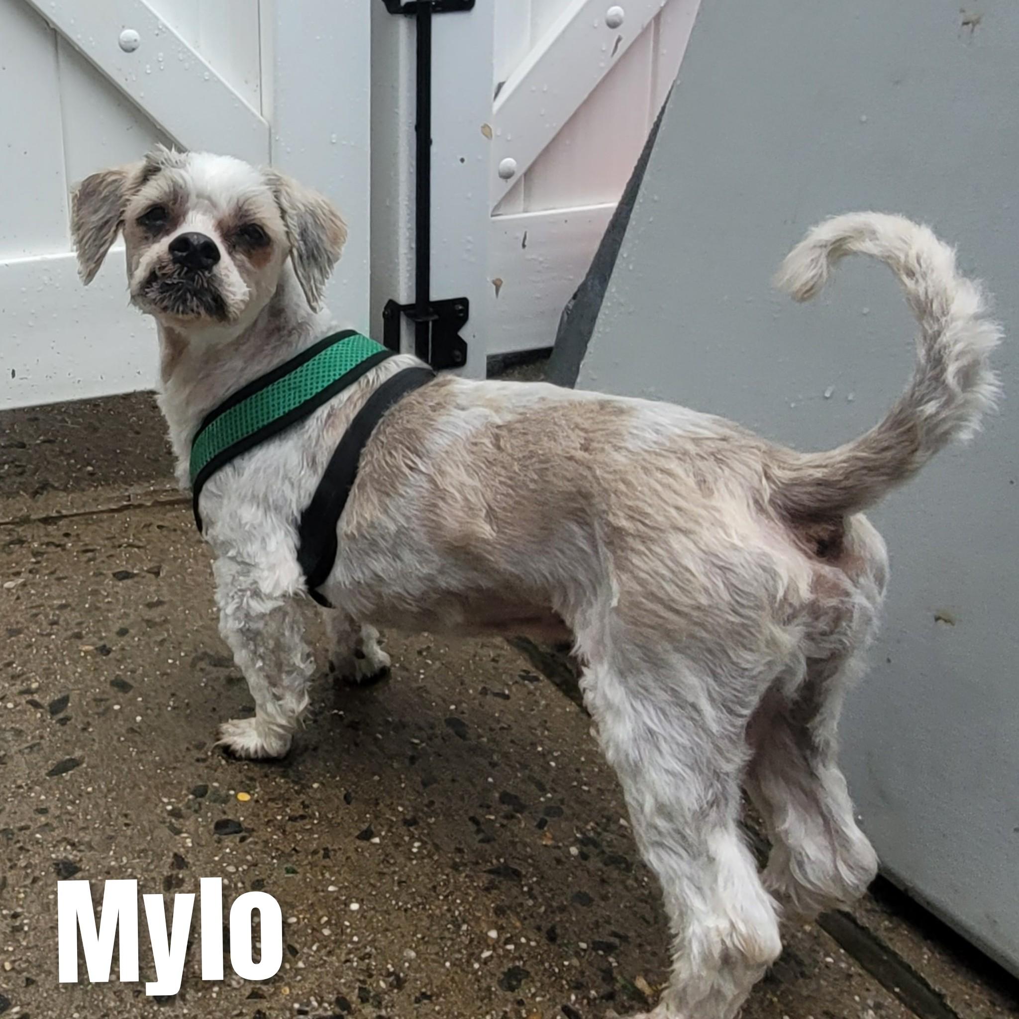 Mylo, a Adoptable Shih Tzu in Bayside, NY image 1/5