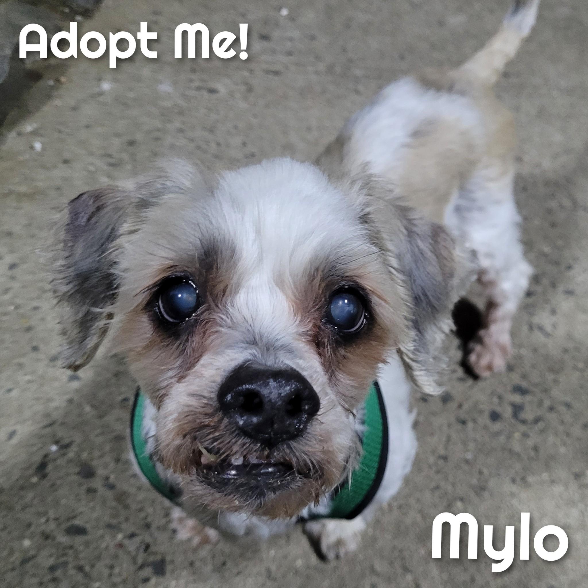 Mylo