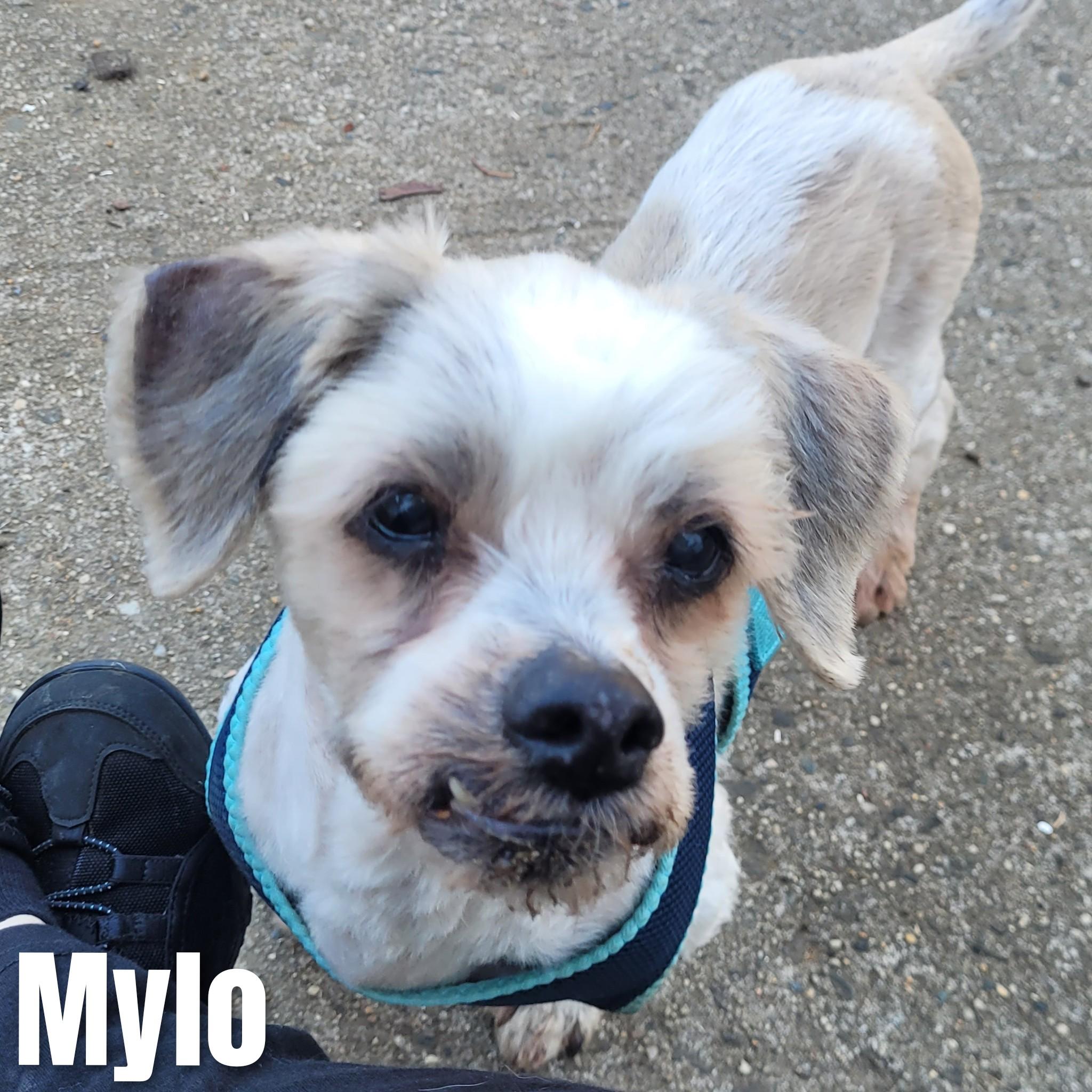 Mylo, a Adoptable Shih Tzu in Bayside, NY image 3/5
