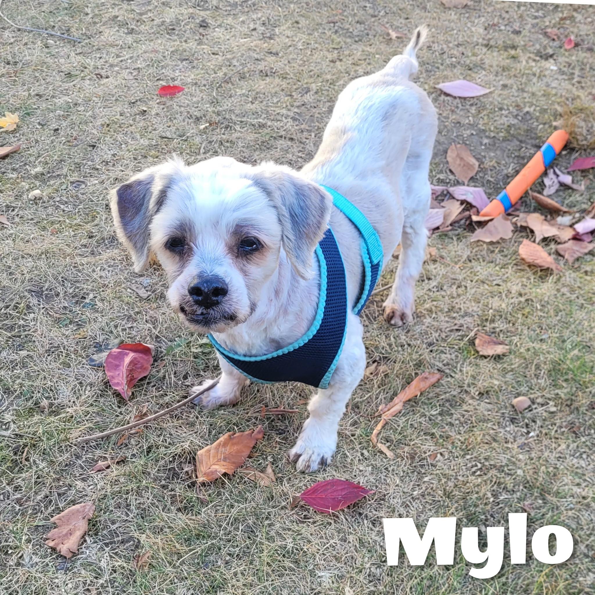 Mylo, a Adoptable Shih Tzu in Bayside, NY image 4/5
