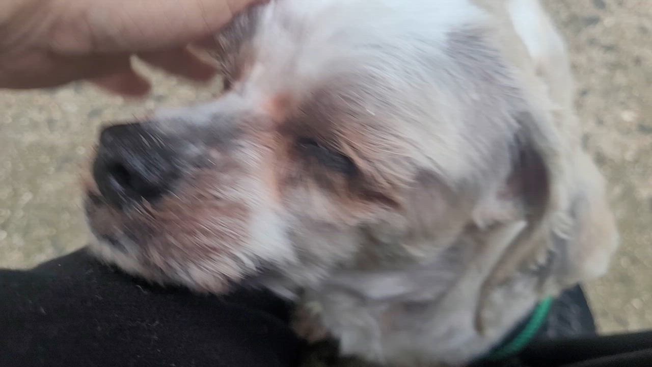Enlarge Mylo, a Adoptable Shih Tzu in Bayside, NY video 5/5