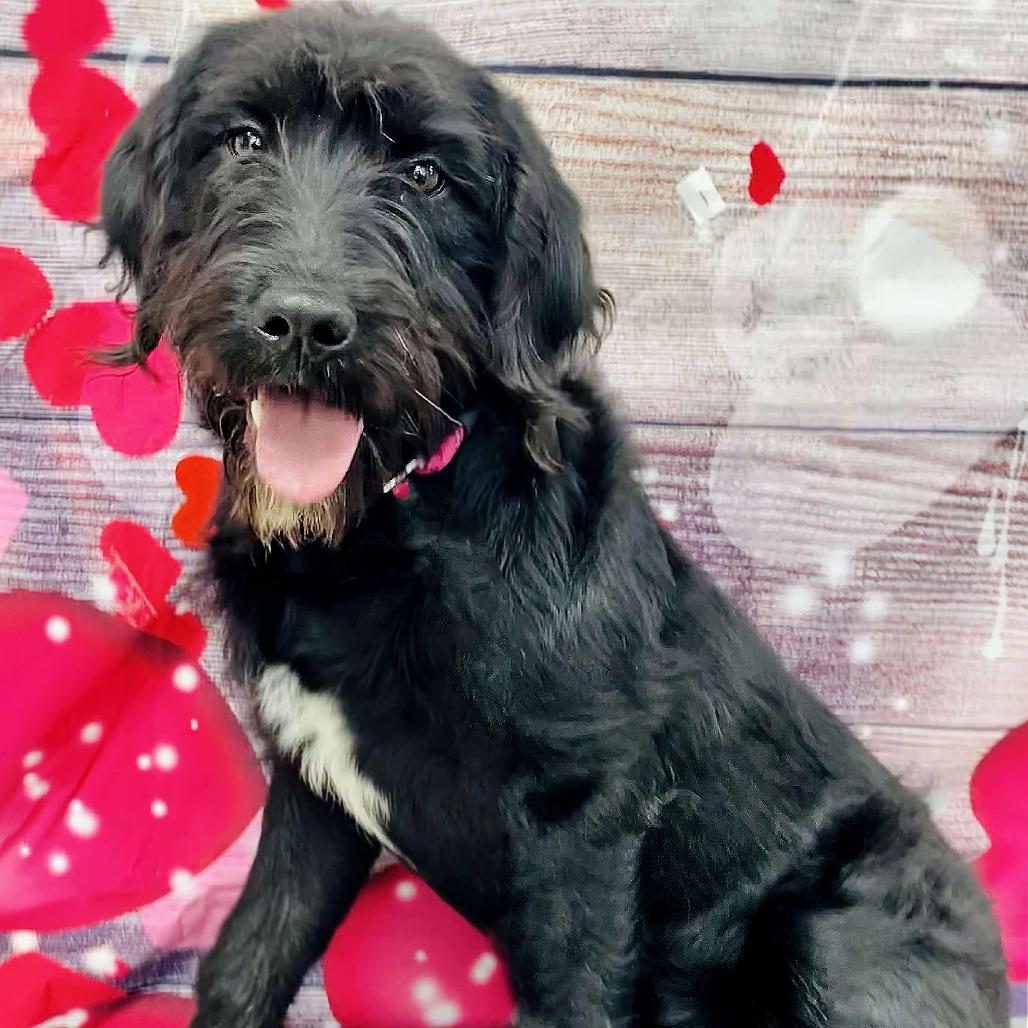 Sparky, Adoptable, Young Female Poodle.