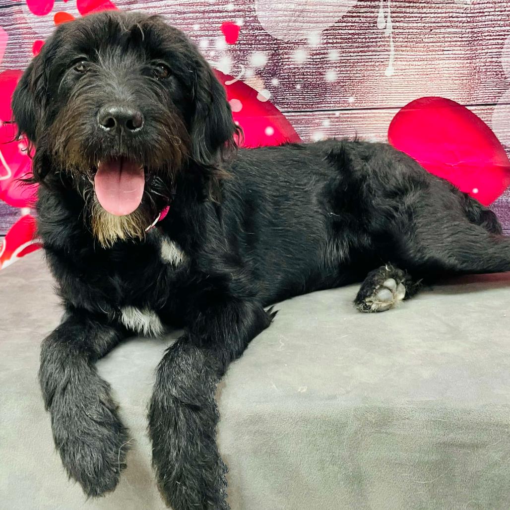 Enlarge Sparky, a Adoptable Poodle in Lebanon, MO image 2/4