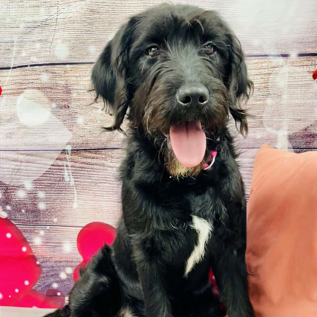 Enlarge Sparky, a Adoptable Poodle in Lebanon, MO image 4/4