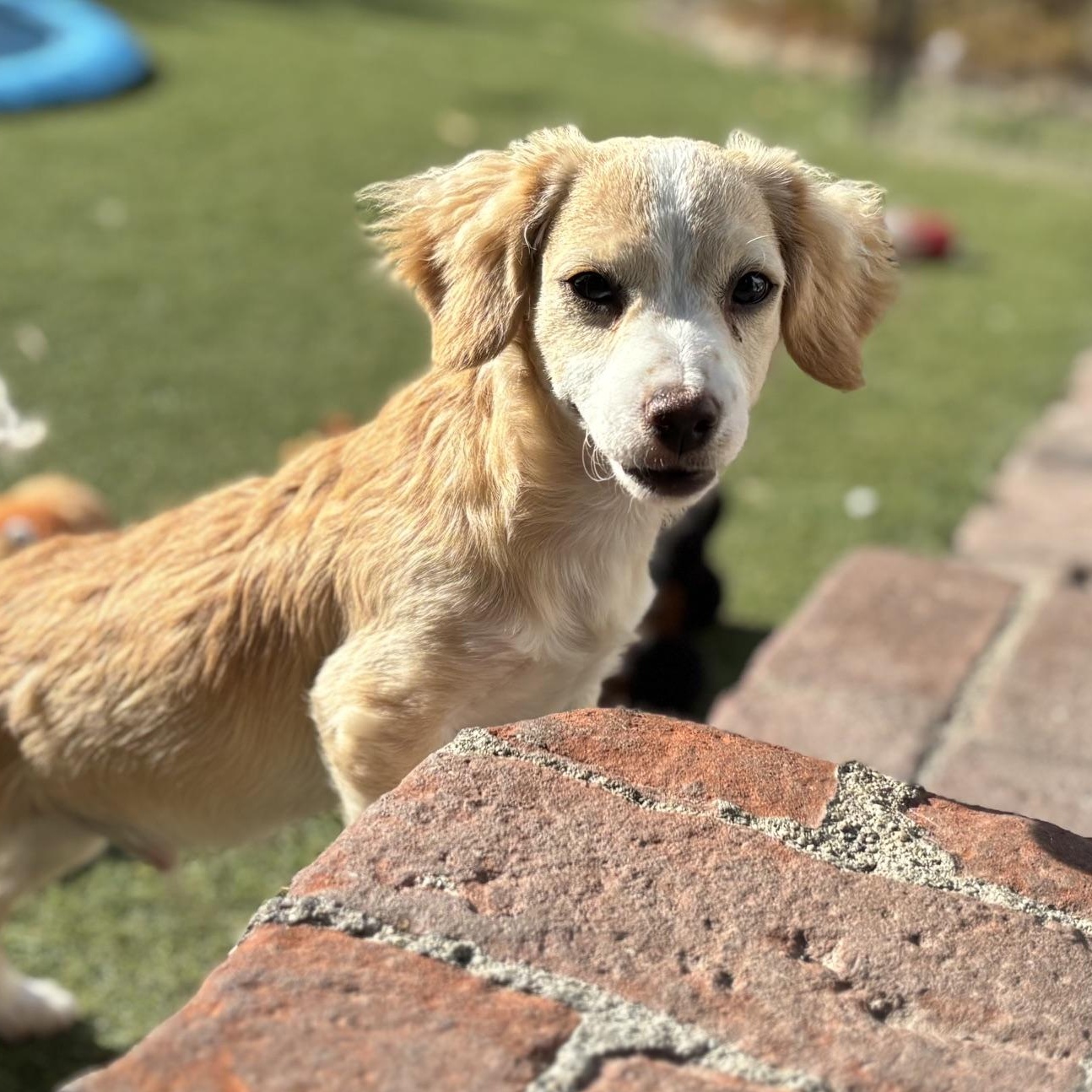 Dwight, adopted, Puppy Male Spaniel & Terrier.