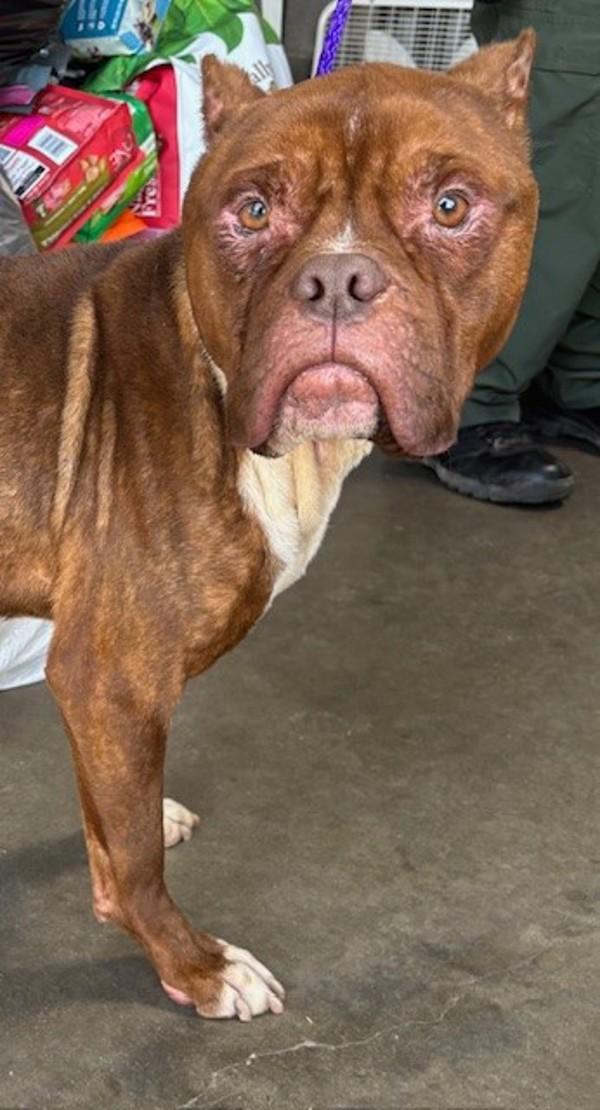 26-03-0736 Patrick, Adoptable, Adult Male Pit Bull Terrier.