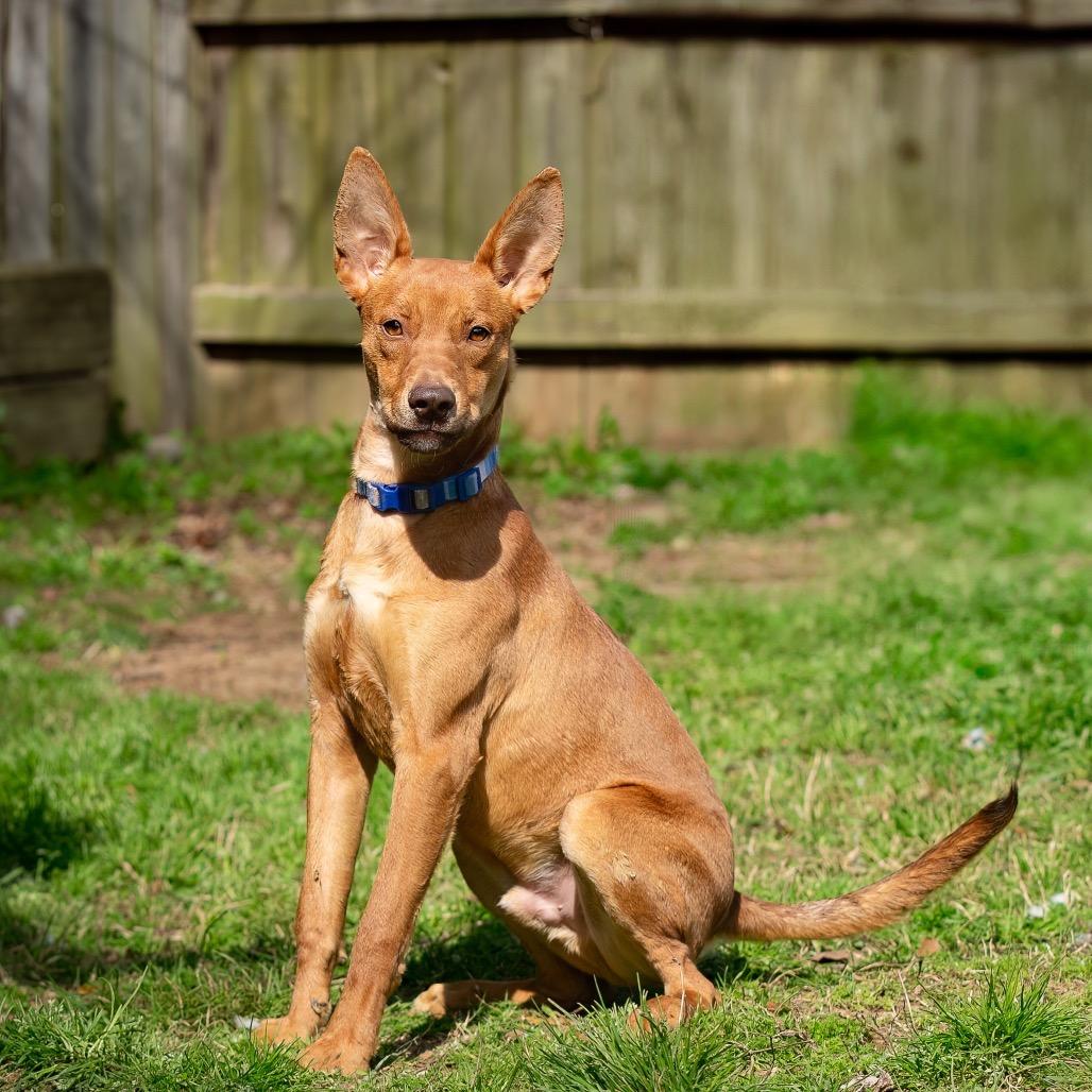 Enlarge Elijah Grey, a Adoptable Hound in Livingston, TX image 1/6