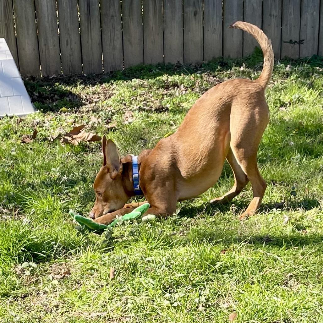 Elijah Grey, a Adoptable Hound in Livingston, TX image 1/6