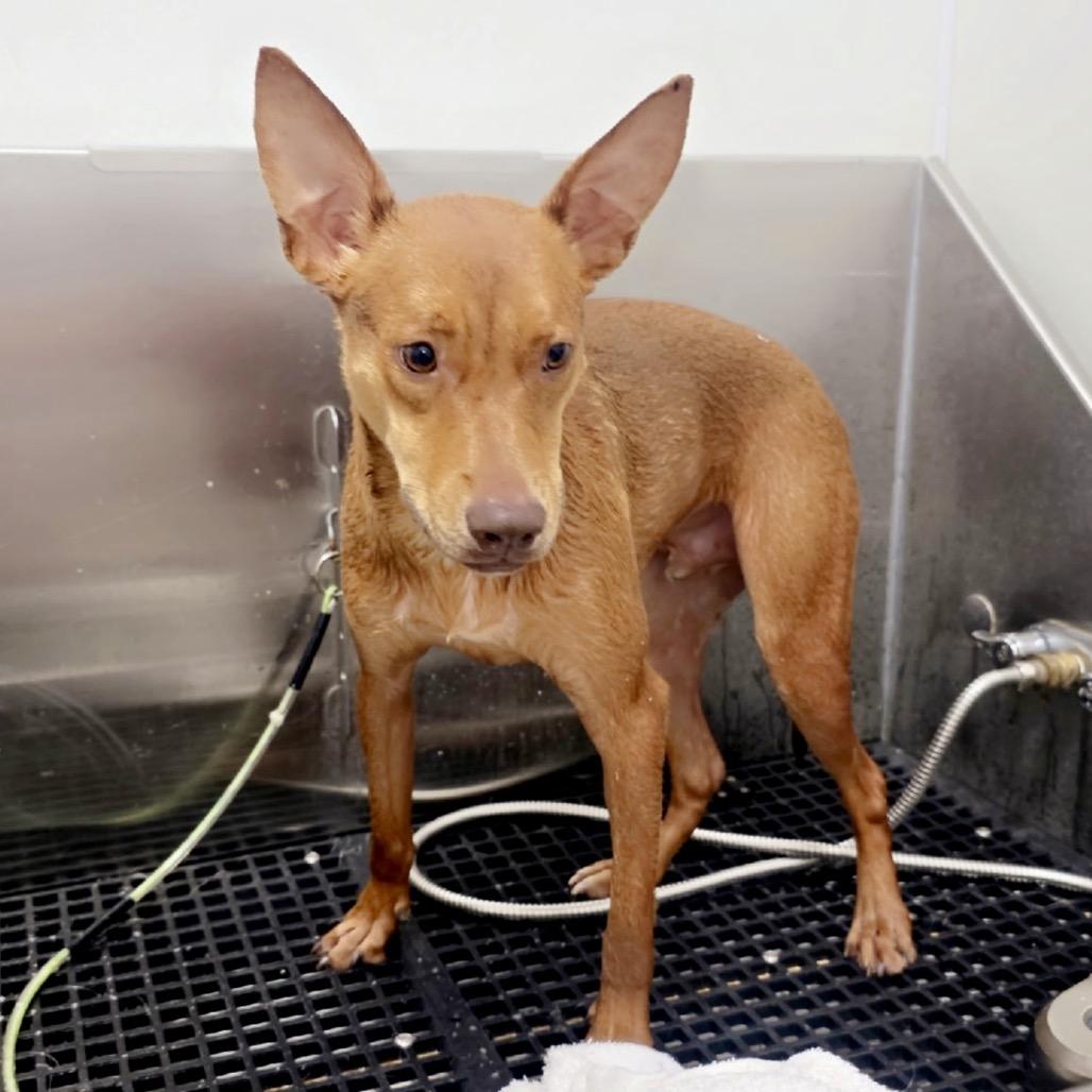 Elijah Grey, a Adoptable Hound in Livingston, TX image 2/6
