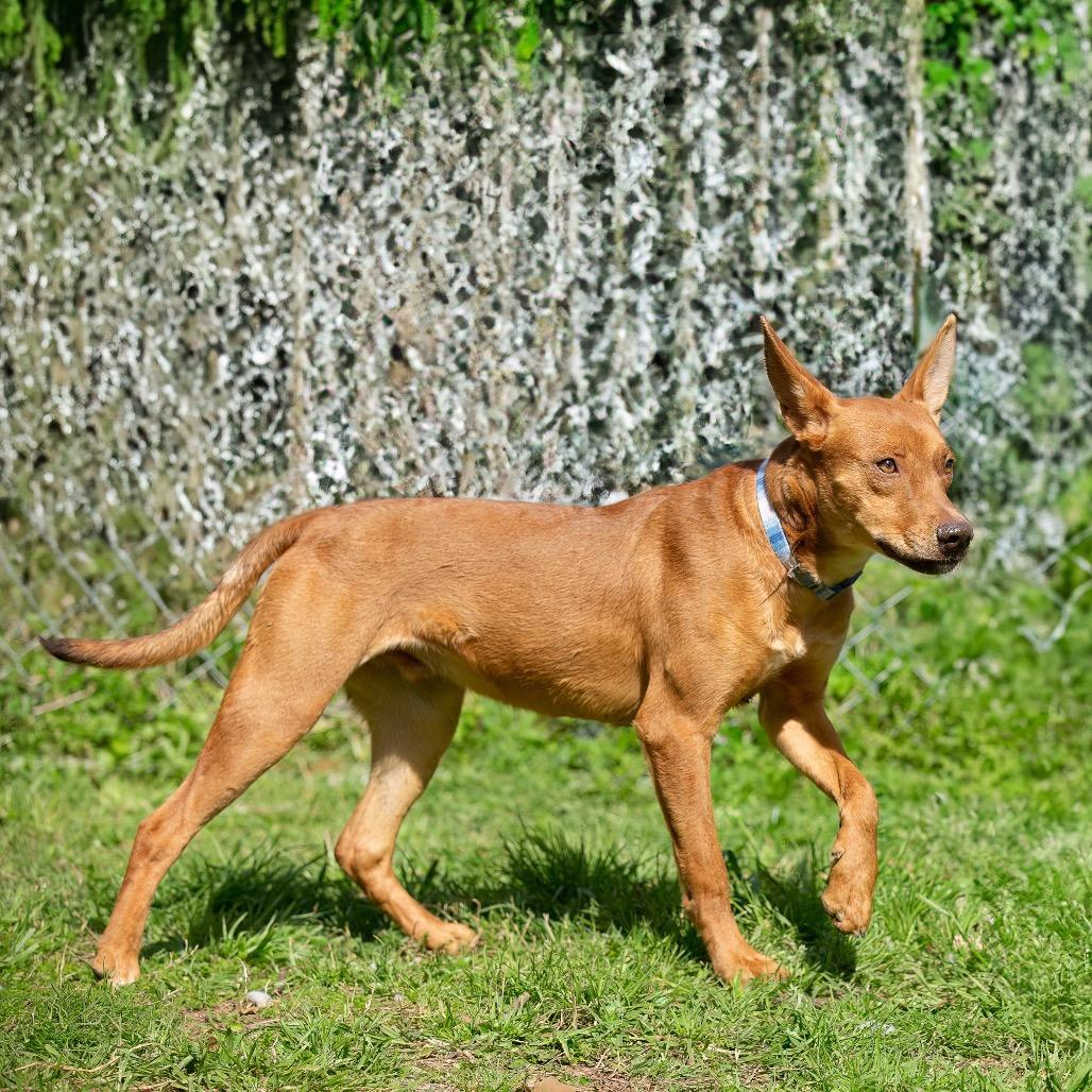 Elijah Grey, a Adoptable Hound in Livingston, TX image 2/6