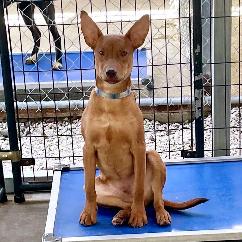 Elijah Grey, a Adoptable Hound in Livingston, TX image 3/6