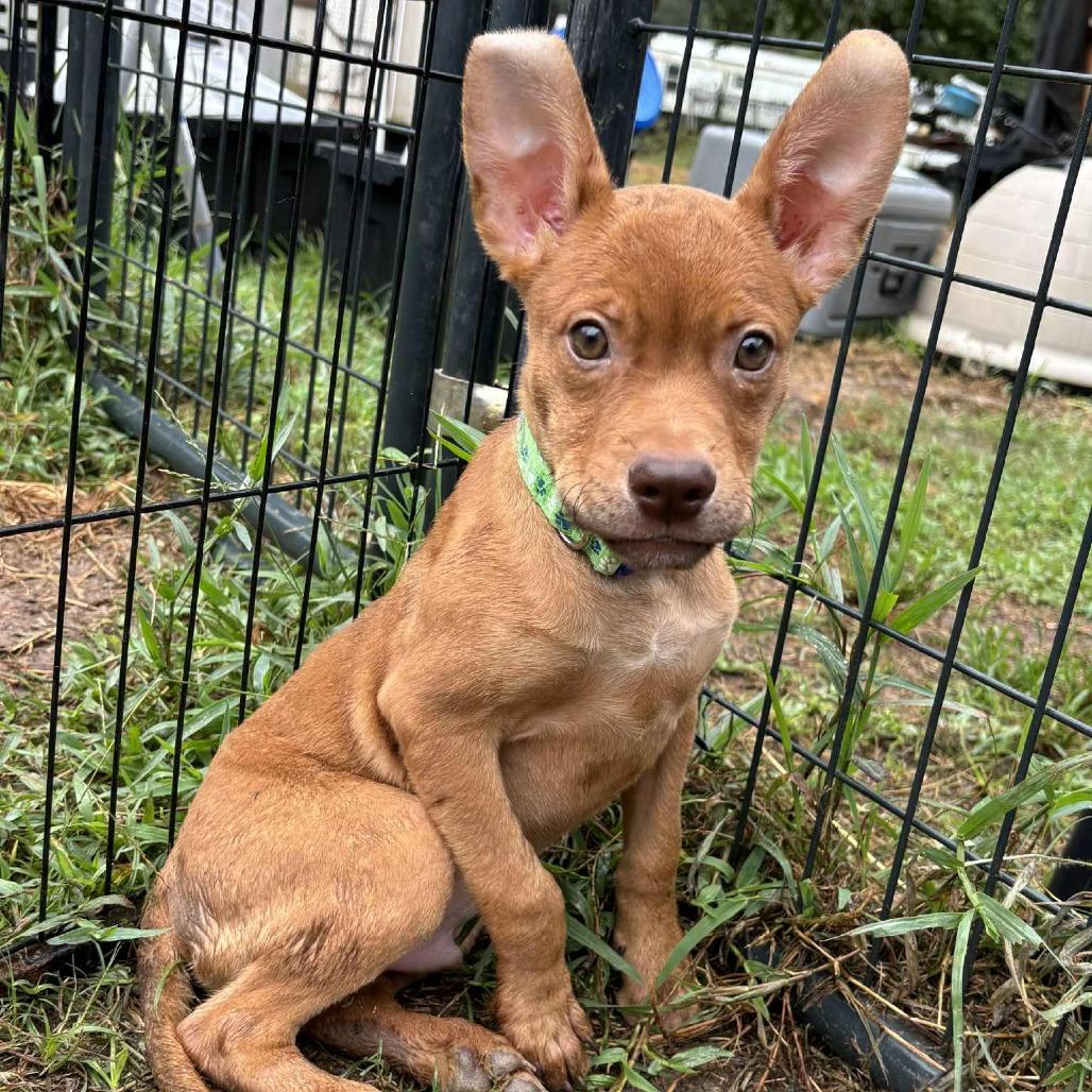 Elijah Grey, a Adoptable Hound in Livingston, TX image 4/6